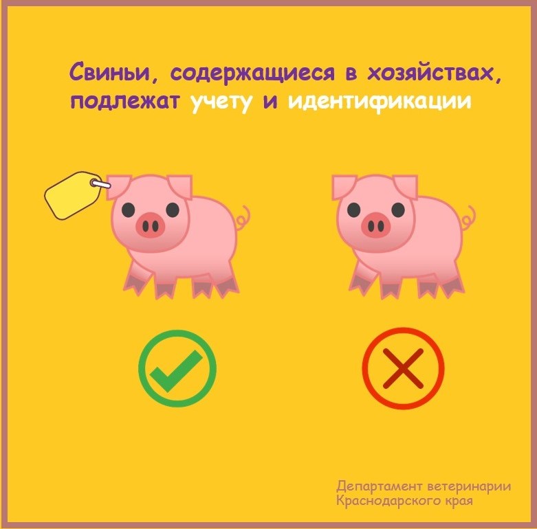 11 свиней. 11 Поросят. Ветеринарные правила содержания свиней.